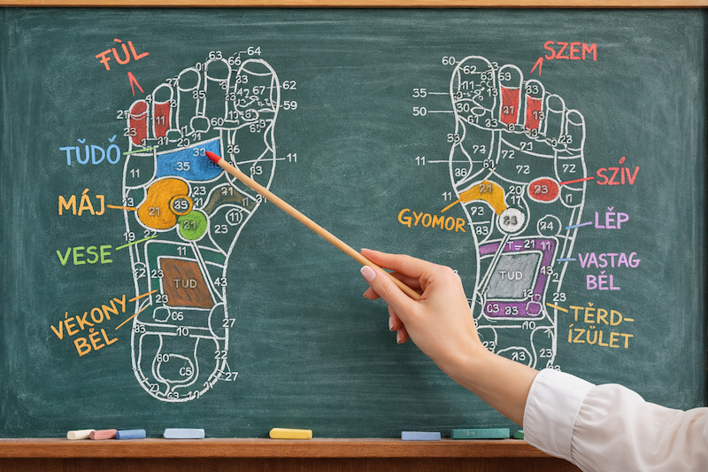 Talpreflexológia vizsgára való felkészítés